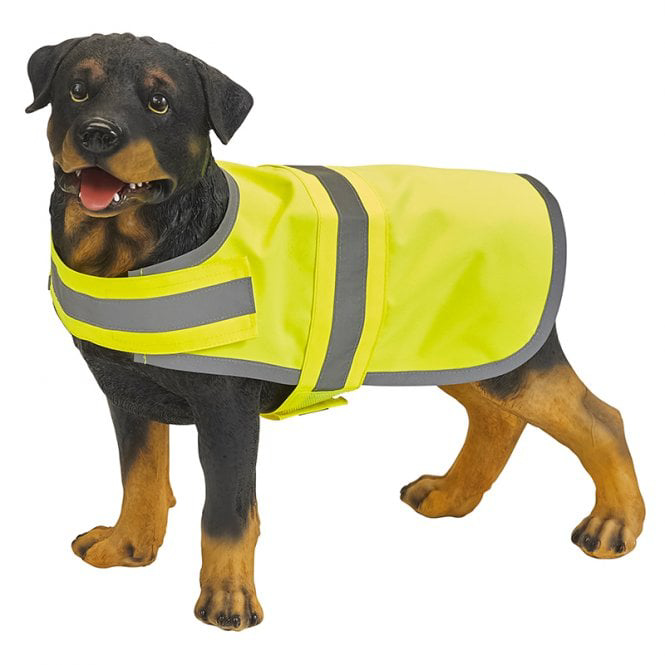 dog wearing high vis