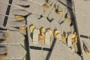 seed sticks showing seeds inside