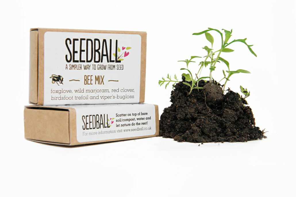 Seed ball match boxes with soil and plant growing next to it