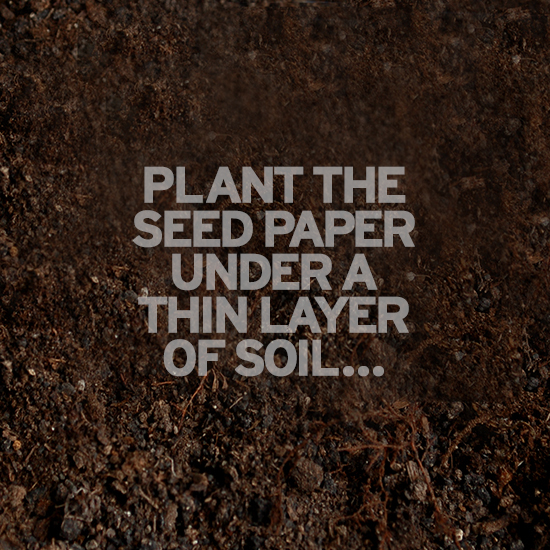 plant the seed paper under a thin layer of soil