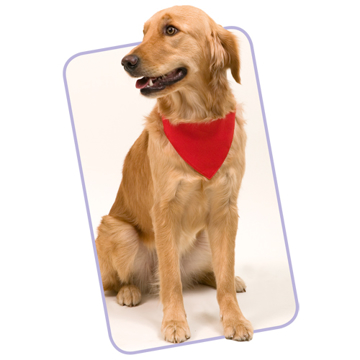 red dog collar bandana