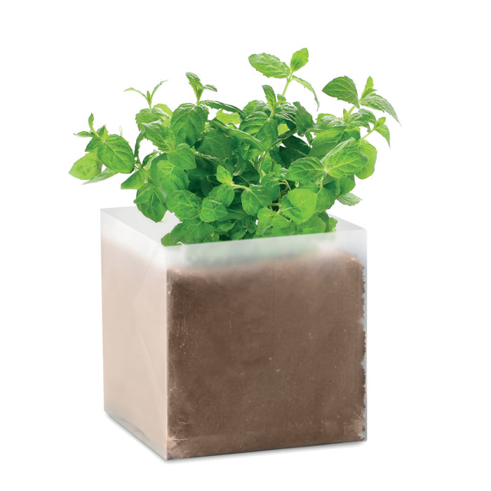 Mint seeds in bag sprouted
