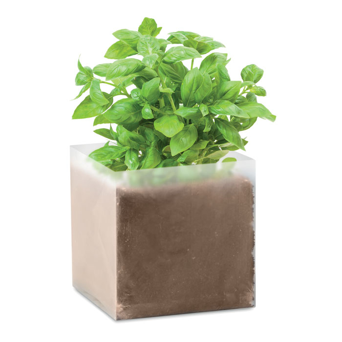 Basil seeds sprouted