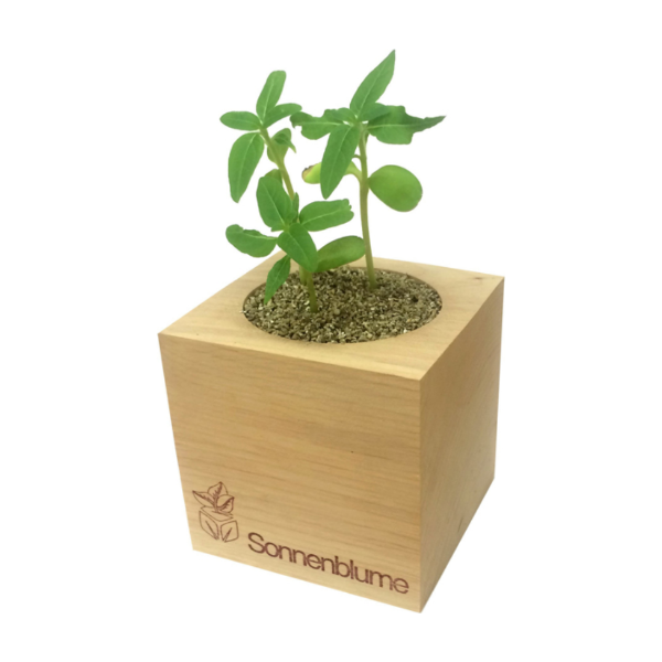 eco cube seed pot