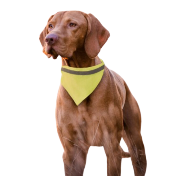 	an image of a reflective dog bandana on a dog