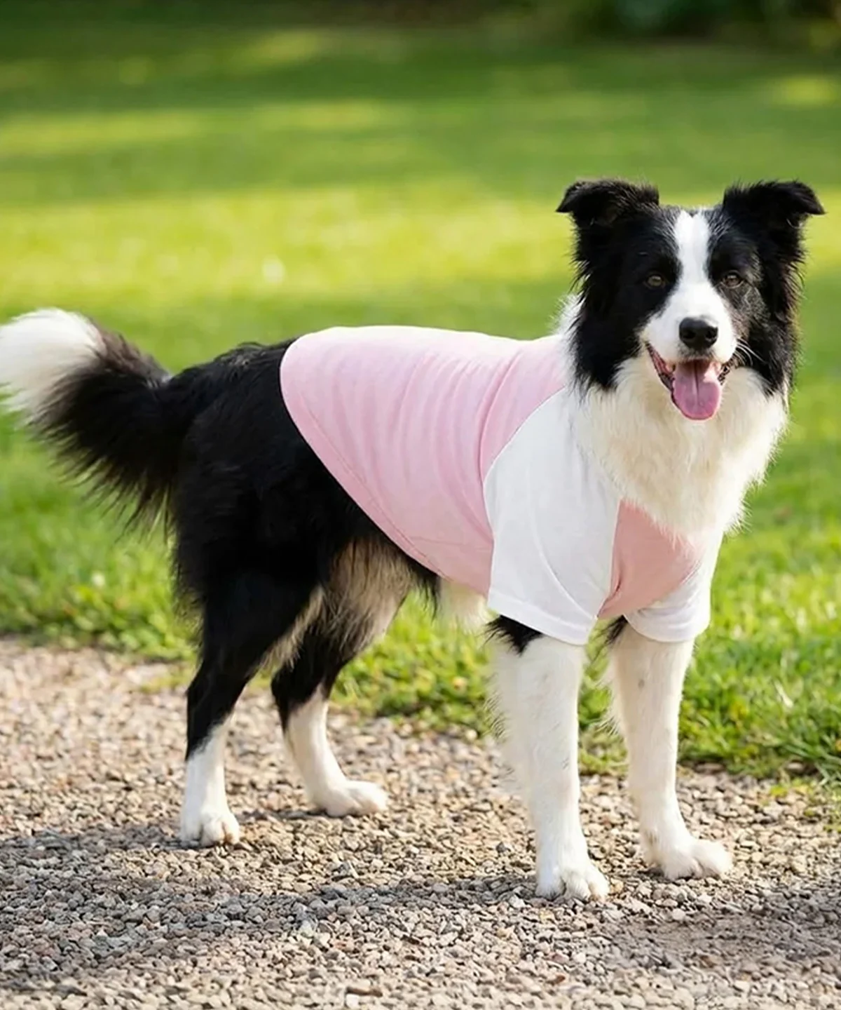 Picture of Dog’s raglan t-shirt