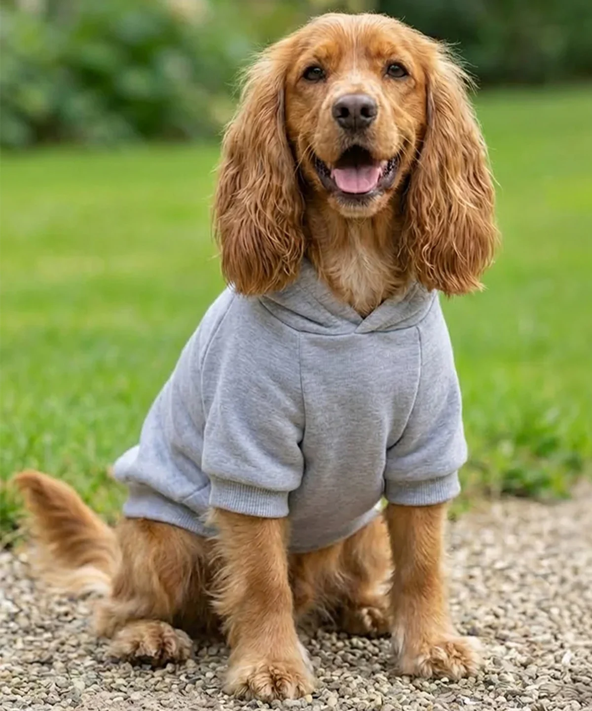 Picture of Dog’s hoodie