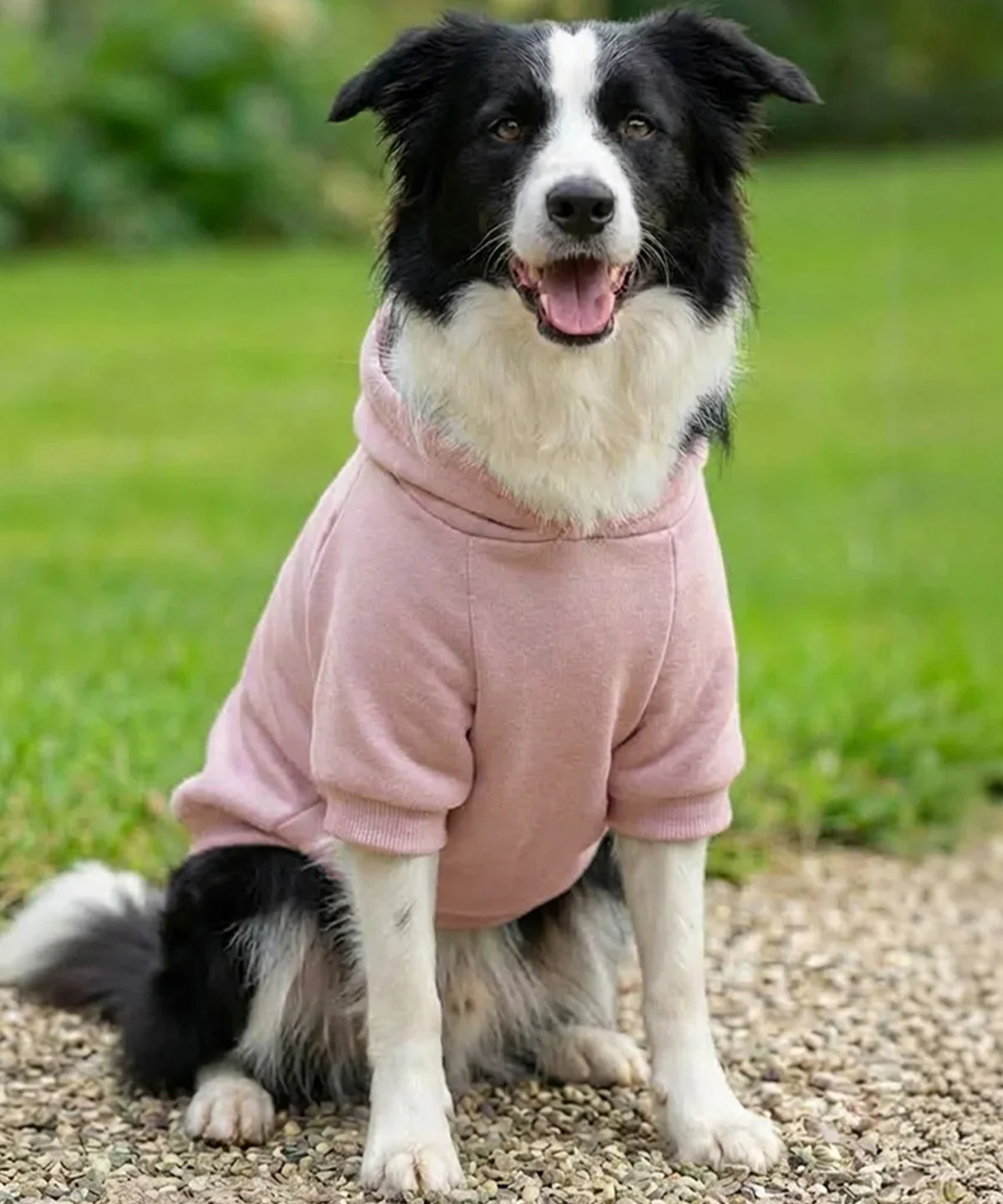 Picture of Dog’s hoodie