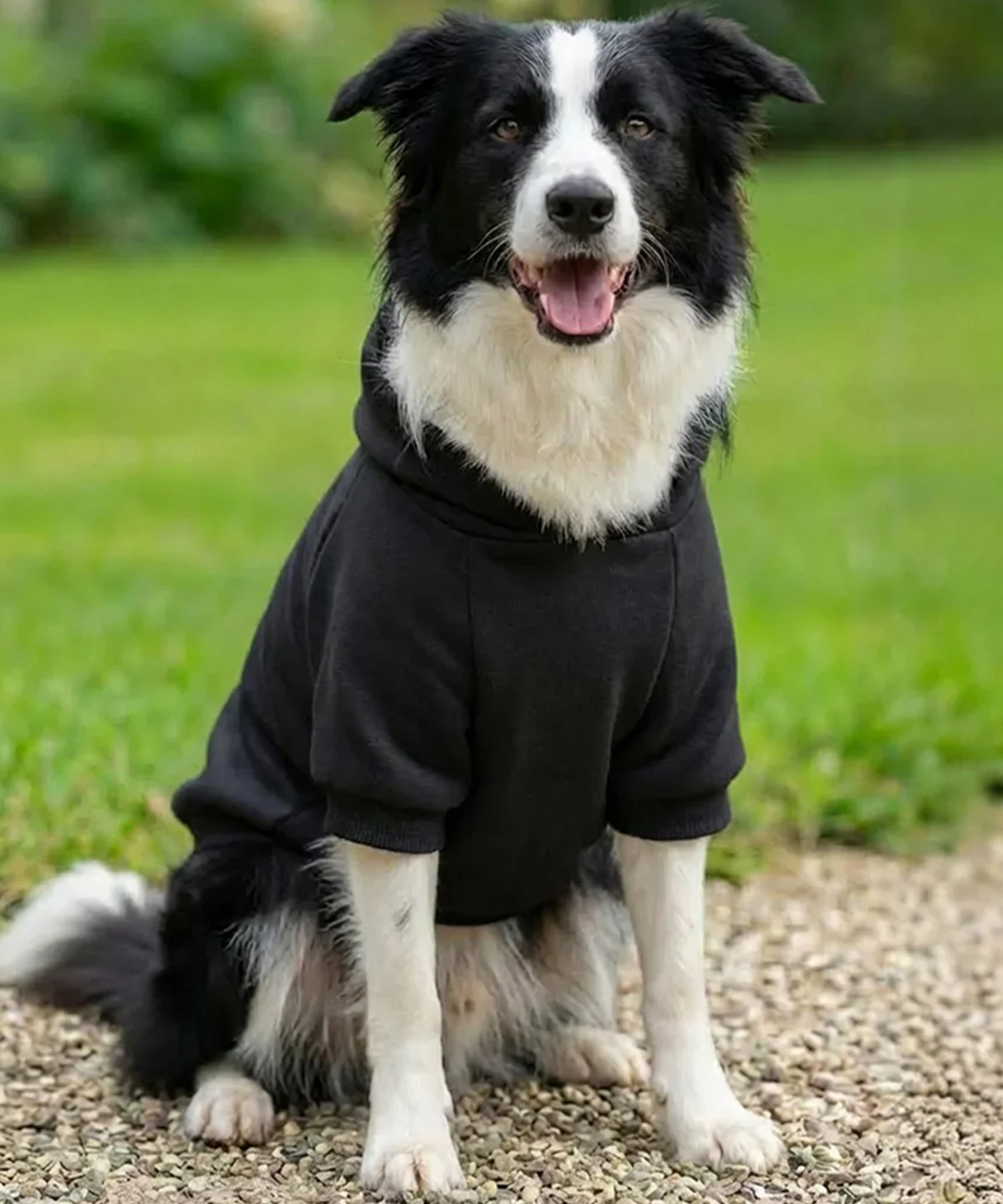 Picture of Dog’s hoodie